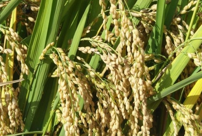  p>楚粳3号,粳型常规水稻,云南省楚雄自治州农业科学研究所选育. /p>