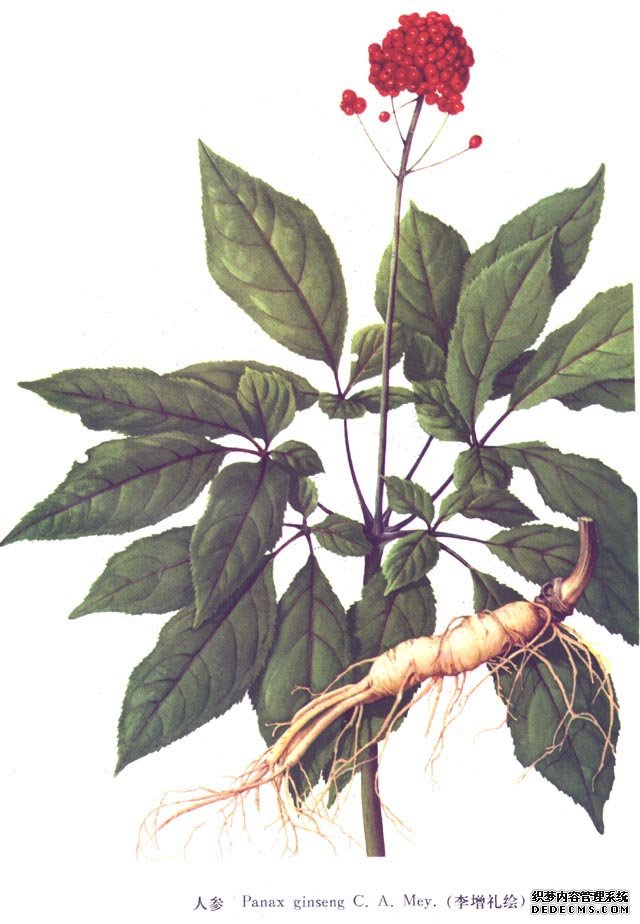  p>大果树参为 a target="_blank" href="/item/树参属">树参属 /a>