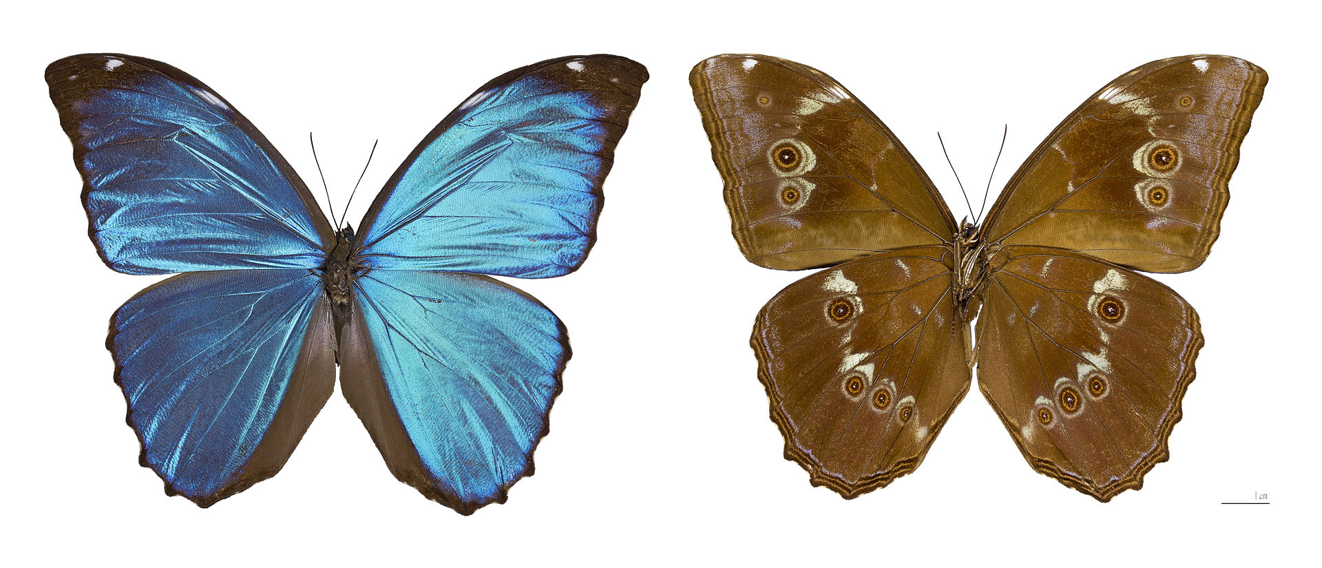 blue morpho butterfly