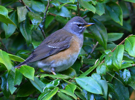  p>白眉鸫(学名: i>eyebrowed thrush /i>):中型 a target="_blank"