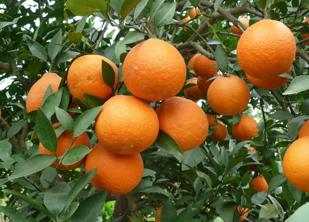  p data-id="gnt7ifly3m">甜橙,芸香科柑橘属乔木植物,甜橙树枝少刺或