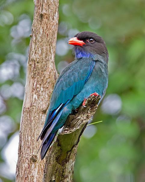  p>三宝鸟(学名: i>eurystomus orientalis /i>)佛法僧科三宝鸟属的