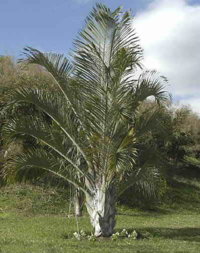  p>三角椰子(学名: i>dypsis decaryi /i> (jum.