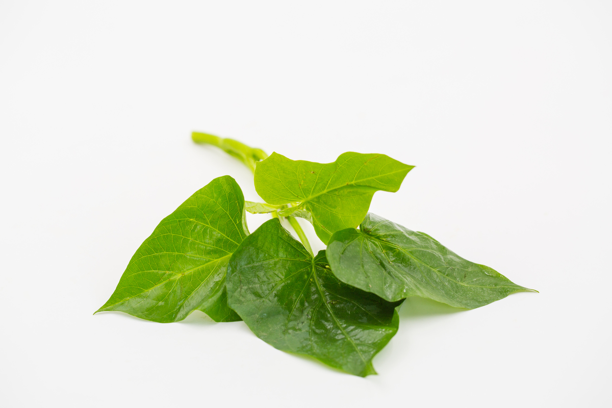 即红薯生长过程中的茎上的叶子