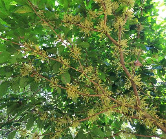  p>木奶果(学名: i>baccaurea ramiflora /i> lour.