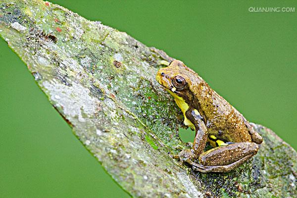 树蛙
