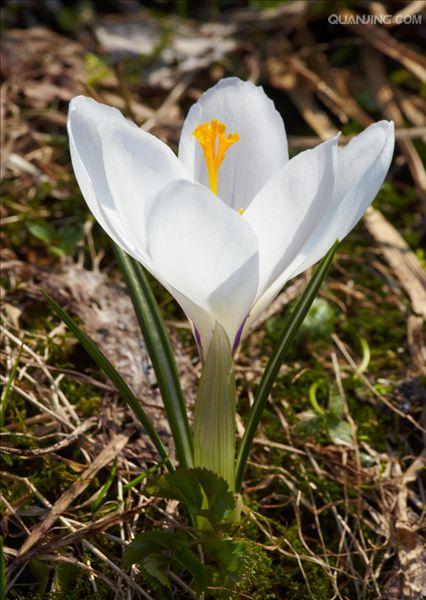  p>白番红花, a href="#" data-lemmaid="3514470">多年生草本 /a>