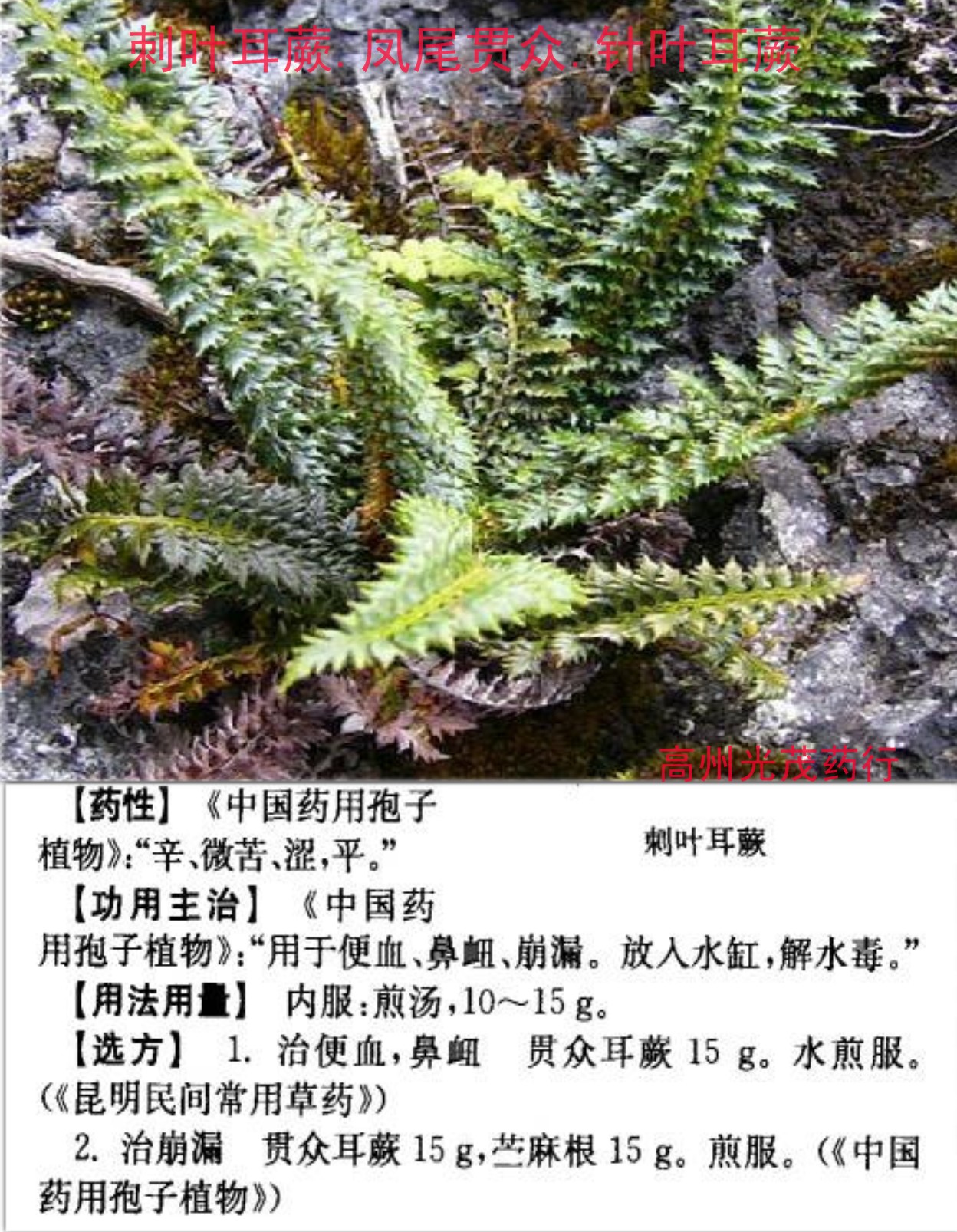 polystichum acanthophyllum (franch.) christ