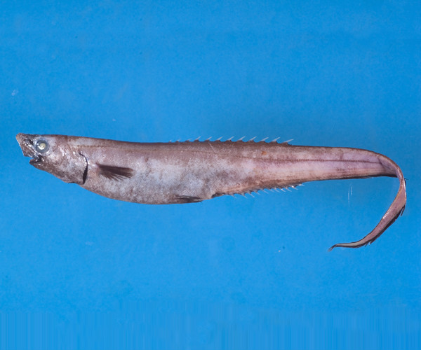  p data-id="gn7unzy7m5">背棘鱼, i>notaca