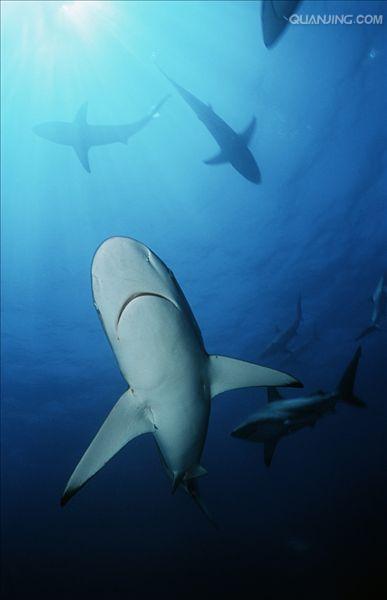 黑边鳍真鲨