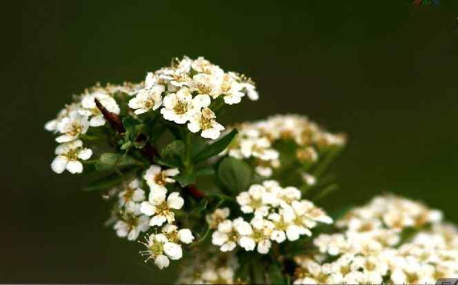  p>绢毛绣线菊(学名: i>spiraea sericea /i> turcz.