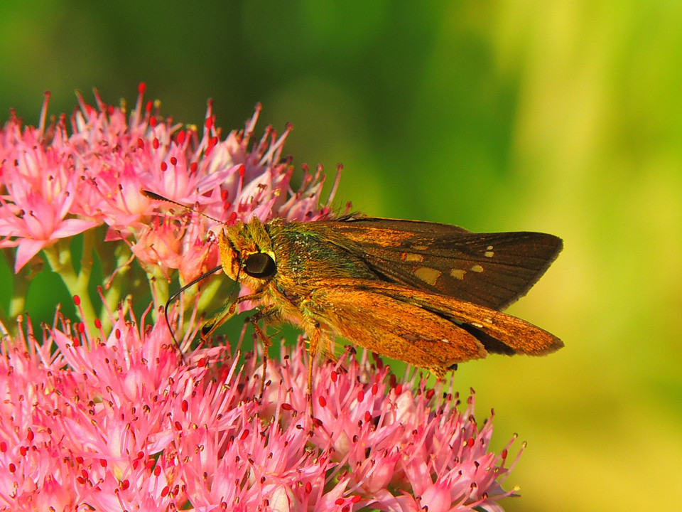  p>中华谷弄蝶,又称中华褐弄蝶,是鳞翅目 a>弄蝶科 /a>的昆虫.