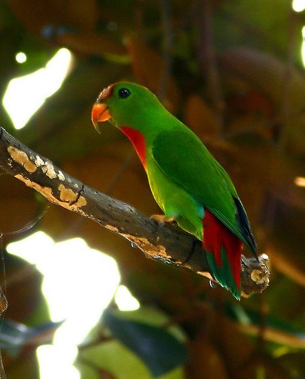 菲律宾短尾鹦鹉
