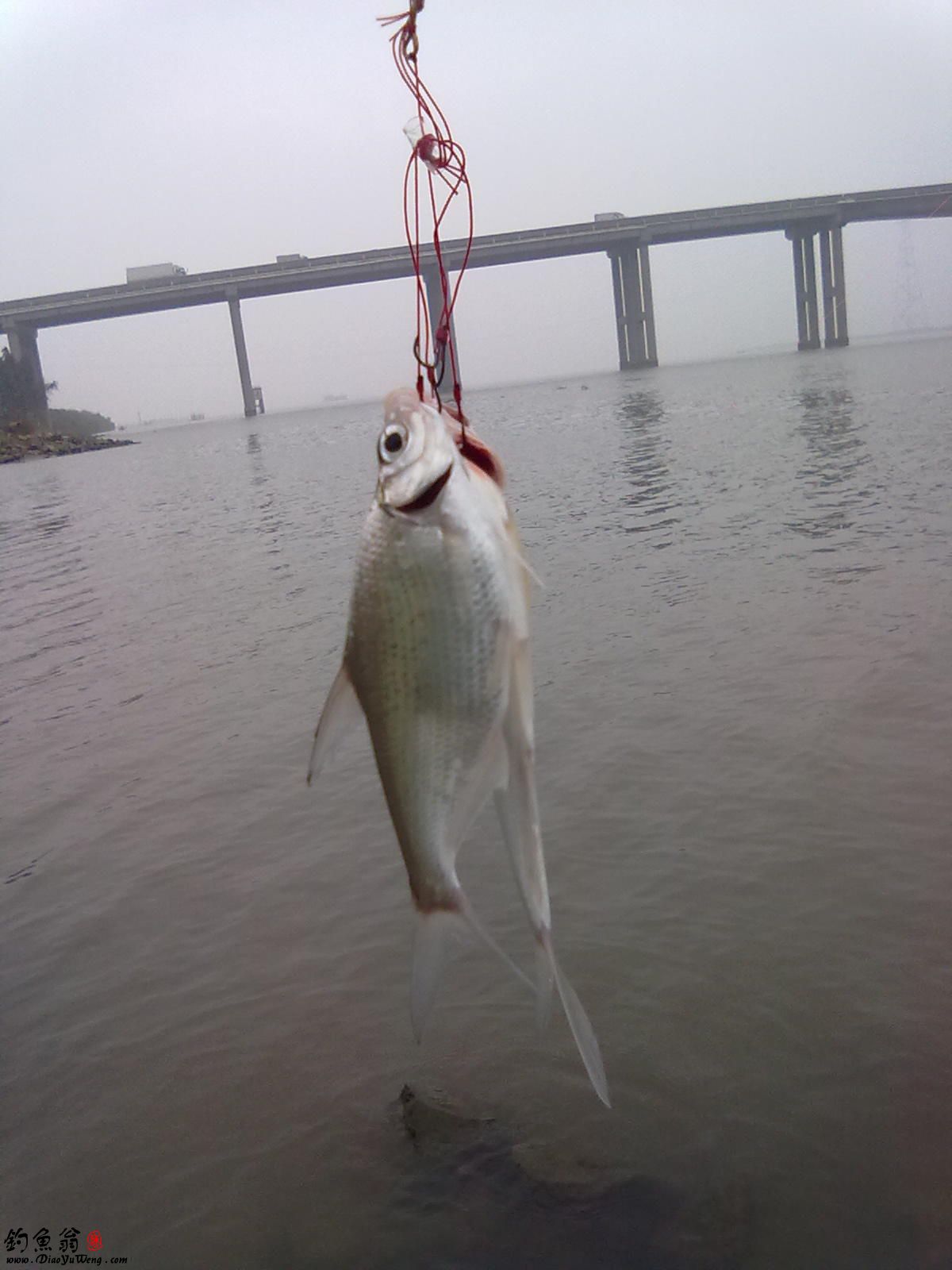 鳊属