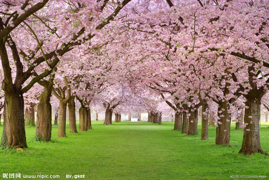 lannesiana var.speciosa