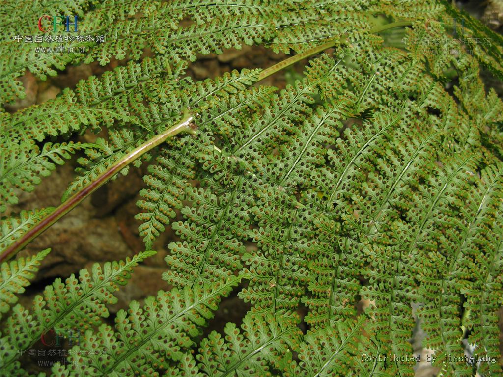 h. wu)球盖蕨科鱼鳞蕨属植物,植株高60