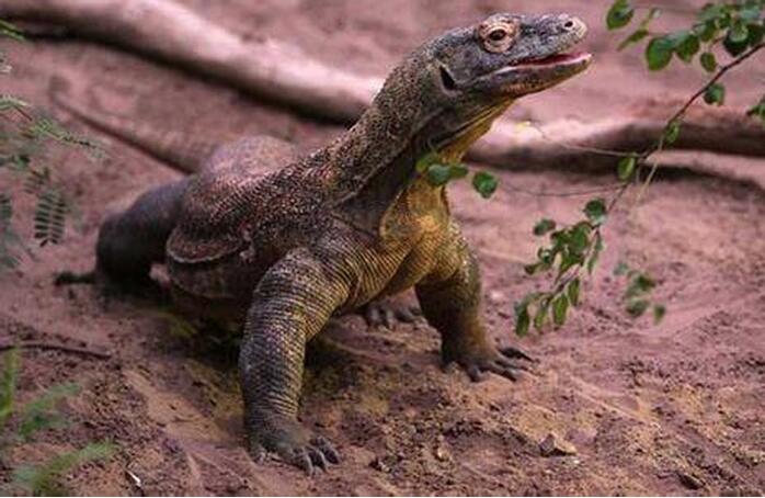  p>古巨蜥(学名:varanus poesty)又名巨齿蜥,是一种已 a href="#"