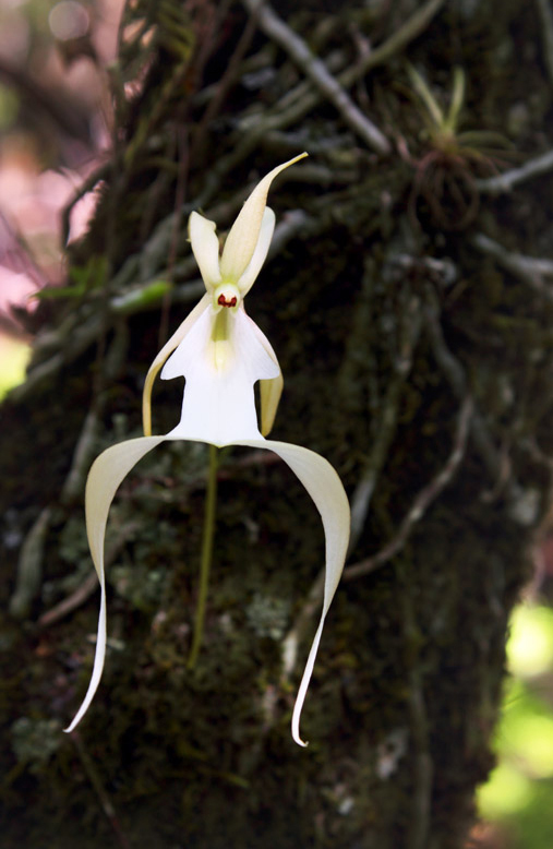 dendrophylax lindenii