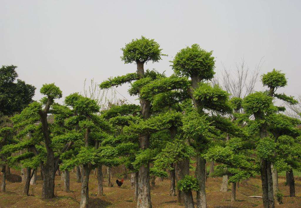 ulmus gaussenii cheng