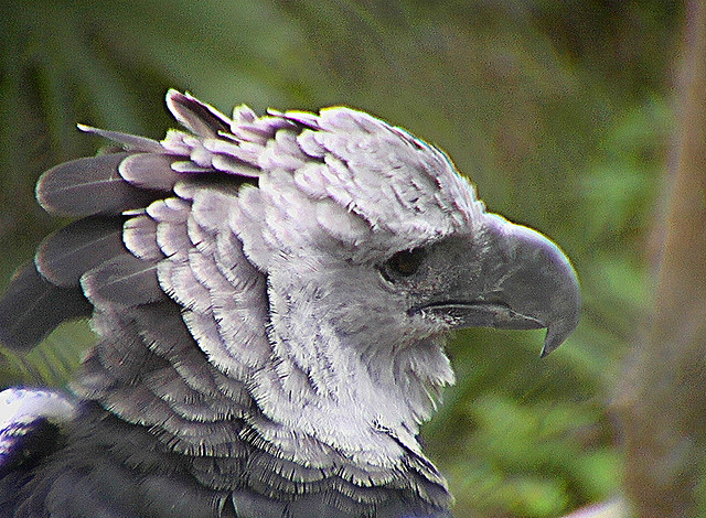  p>美洲角雕(学名: i>harpia harpyja /i>)是大型猛禽,体型大,喙和爪