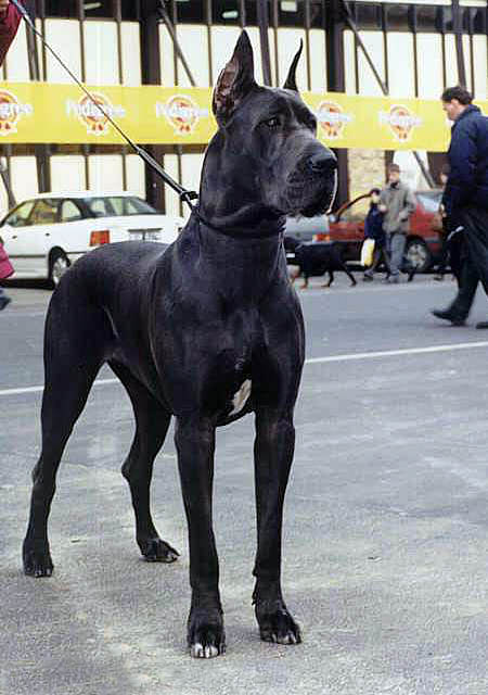  p>大丹犬(great dane)原产于 a href="#" data-lemmaid="147953">