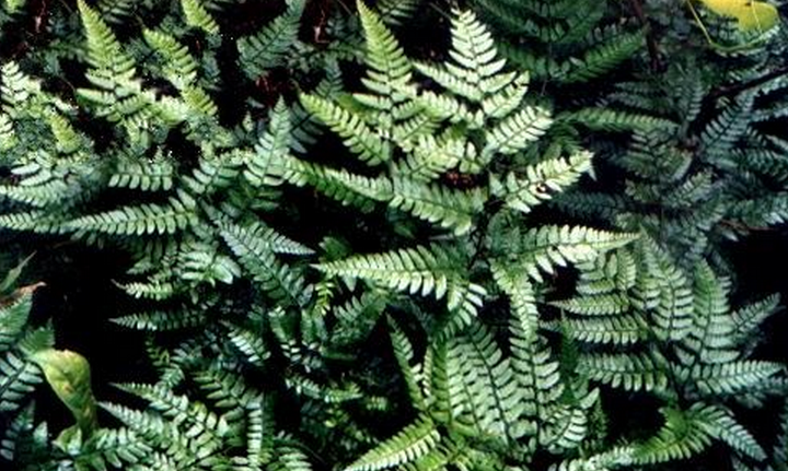  p>刺齿复叶耳蕨的植株高95厘米.