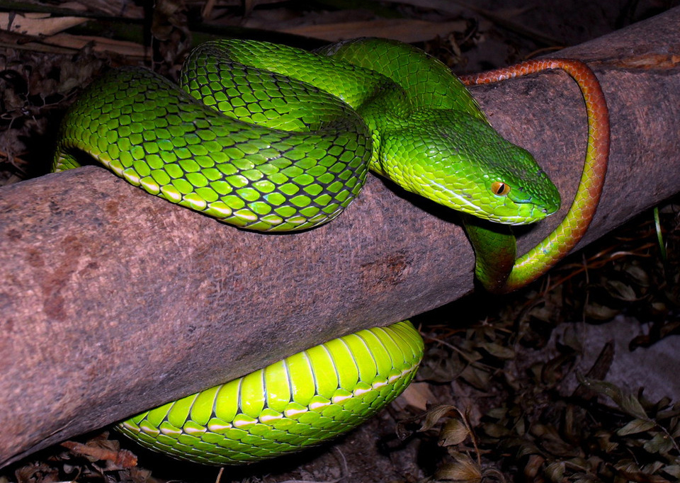  p>冈氏竹叶青(学名: i>viridovipera gumprechti /i>)是 a>腹蛇科 /a