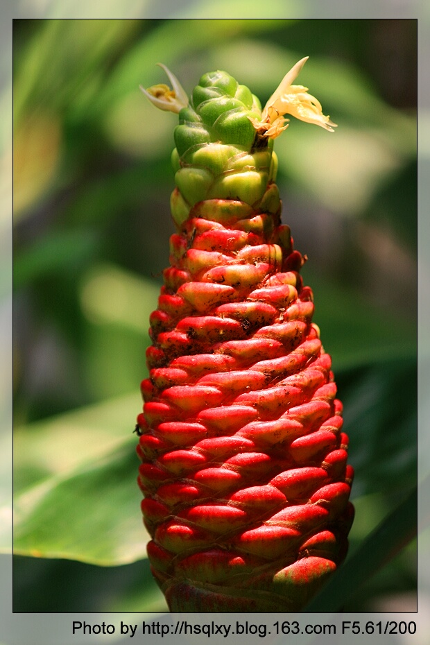  p>红球姜(学名: i>zingiber zerumbet   /i>(l.