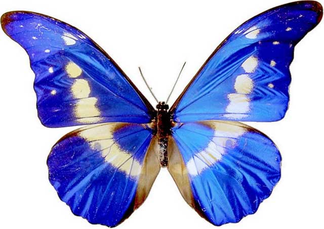  p>海伦闪蝶morpho helenor (e.
