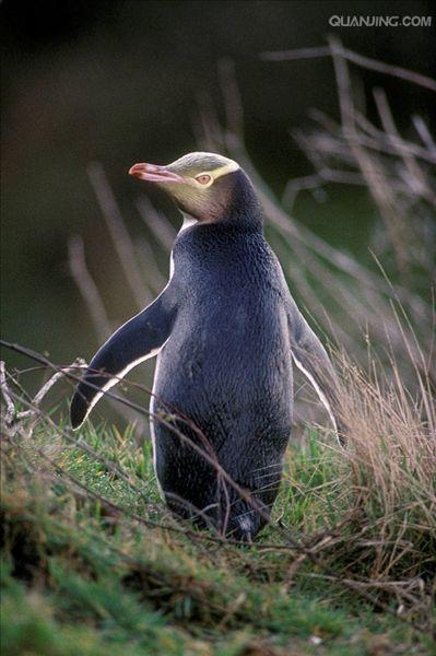  p>黄眼企鹅(学名: i>megadyptes antipodes /i>):属鸟纲,企鹅科,黄眼