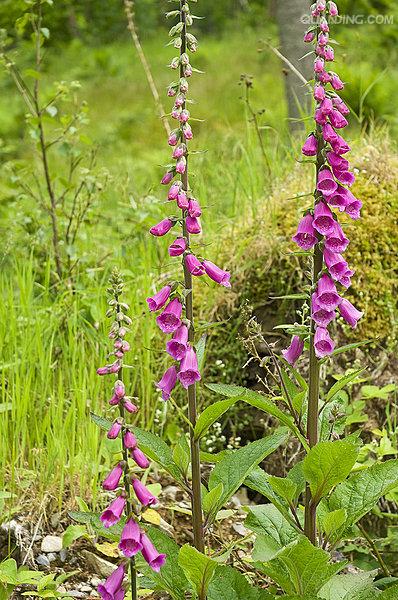  p>毛地黄(学名: i>digitalis purpurea  /i>l)是玄参科 a target="