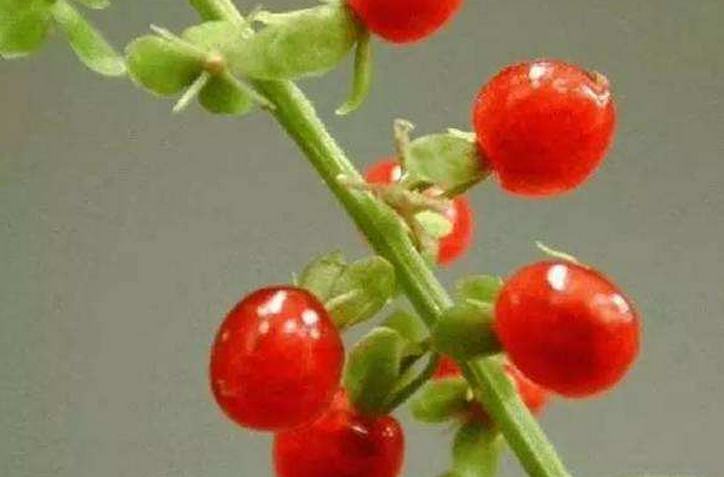  p>绛珠草是曹雪芹原创的,《红楼梦》一部书都充斥着红色,绛珠也就是