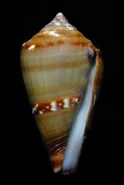  p>黑安东芋螺是芋螺科 a href="#">芋螺属 /a>一种贝类动物,在沿海 a