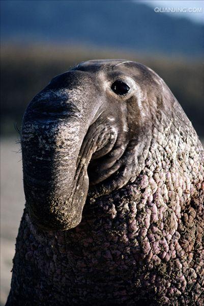 象海豹
