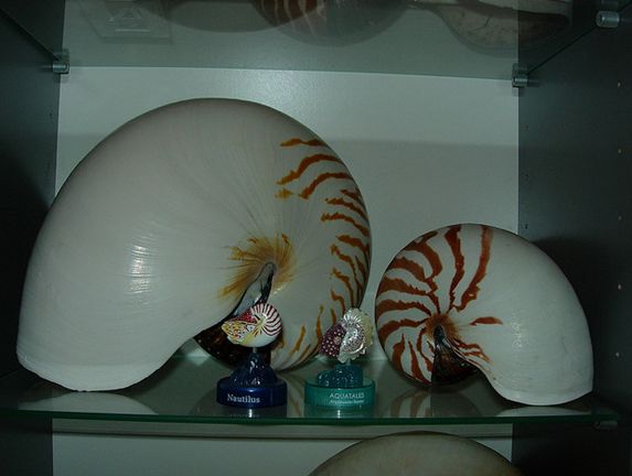  p>鹦鹉螺(学名:nautiloidea):是头足纲,鹦鹉螺科的海洋 a href="#">