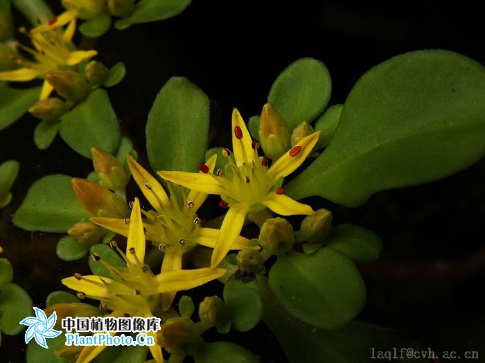 凹叶大苞景天(变种)