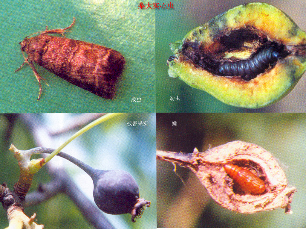  p>成虫:体长10～15毫米,全体暗灰色,稍带紫色光泽.
