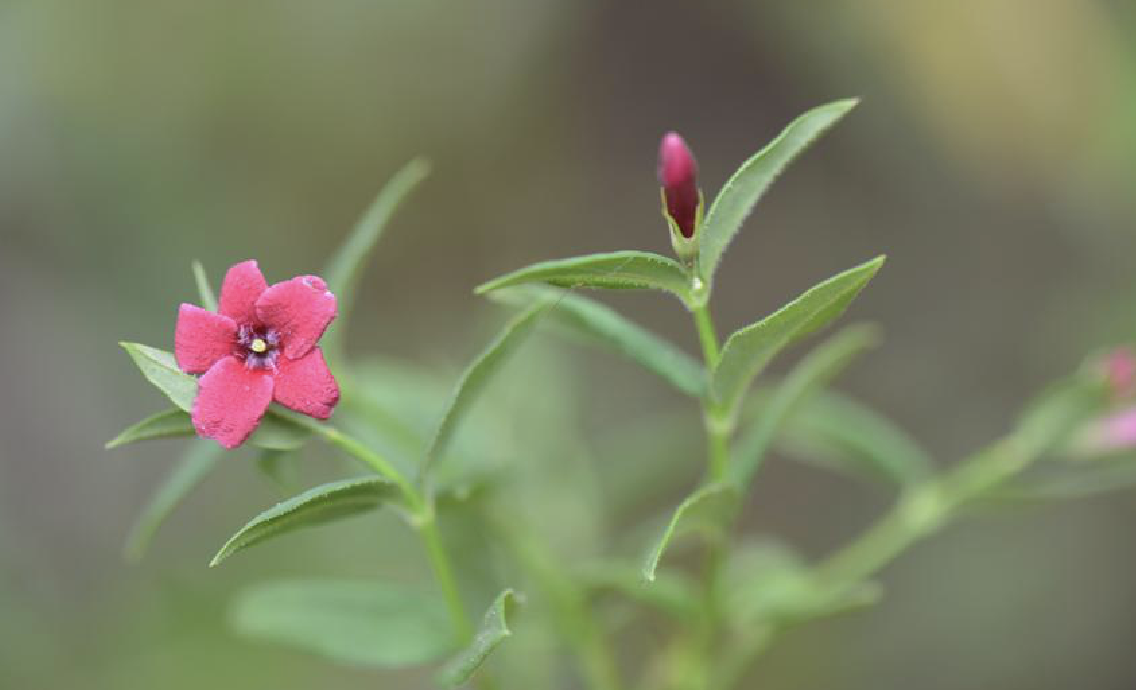  p>红素馨(学名: i>jasminum beesianum  /i>forrest et diels)是木犀