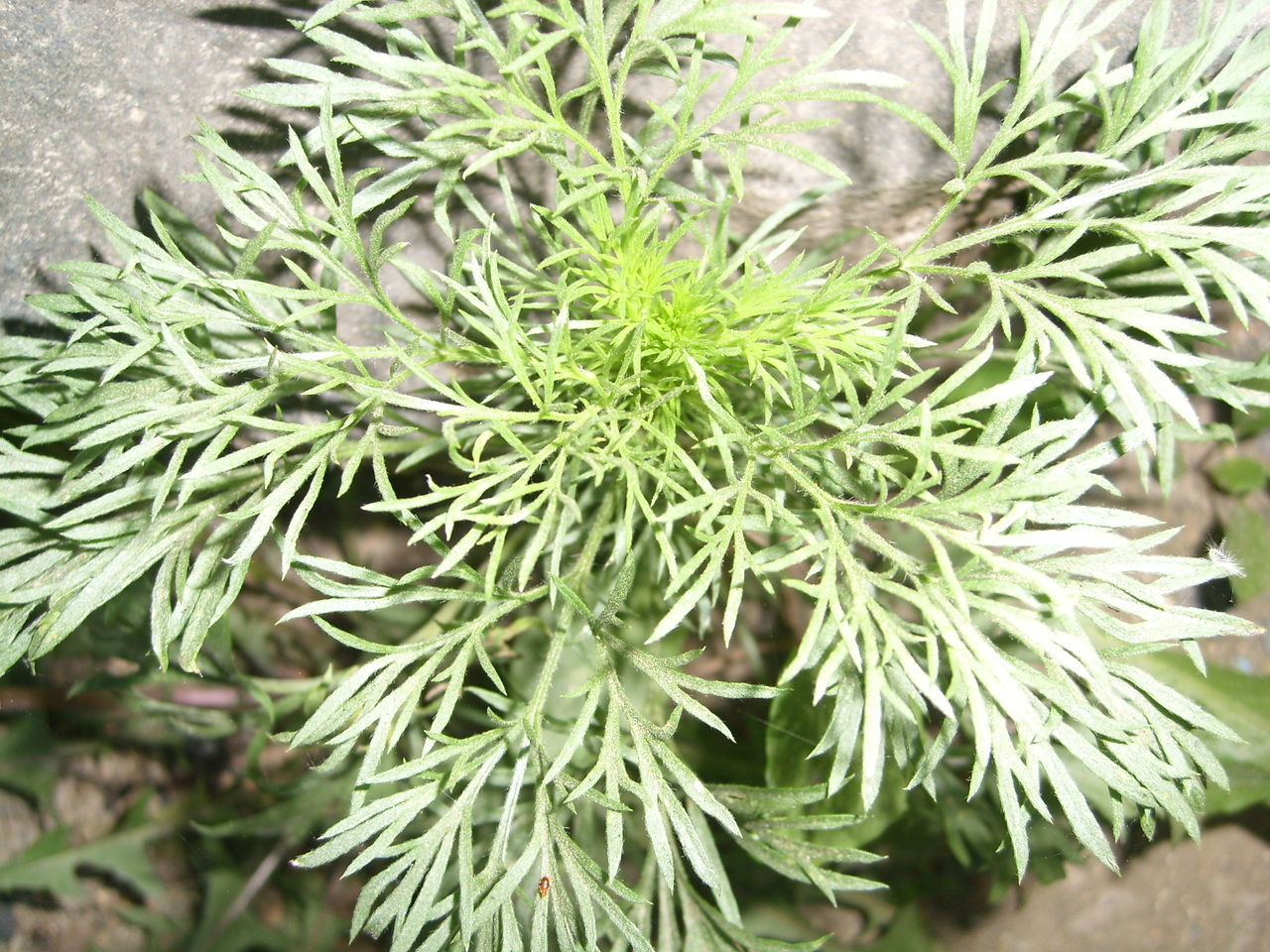  p>茵陈蒿(学名: i>artemisia capillaris /i> thunb.