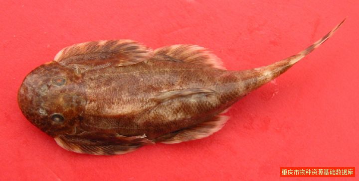  p>四川华吸鳅(学名:sinogastromyzon szechuanensis)为平鳍鳅科华