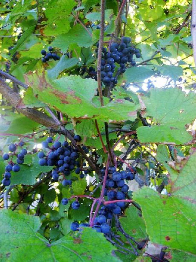  p>刺葡萄(学名: i>vitis davidii  /i>(roman. du caill.) foex.