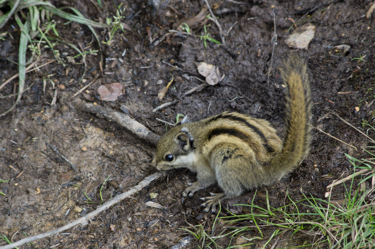 松鼠科丽松鼠属动物.