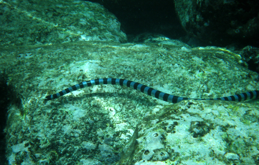  p>青灰海蛇( a target="_blank" href="/item/学名/8074290" data