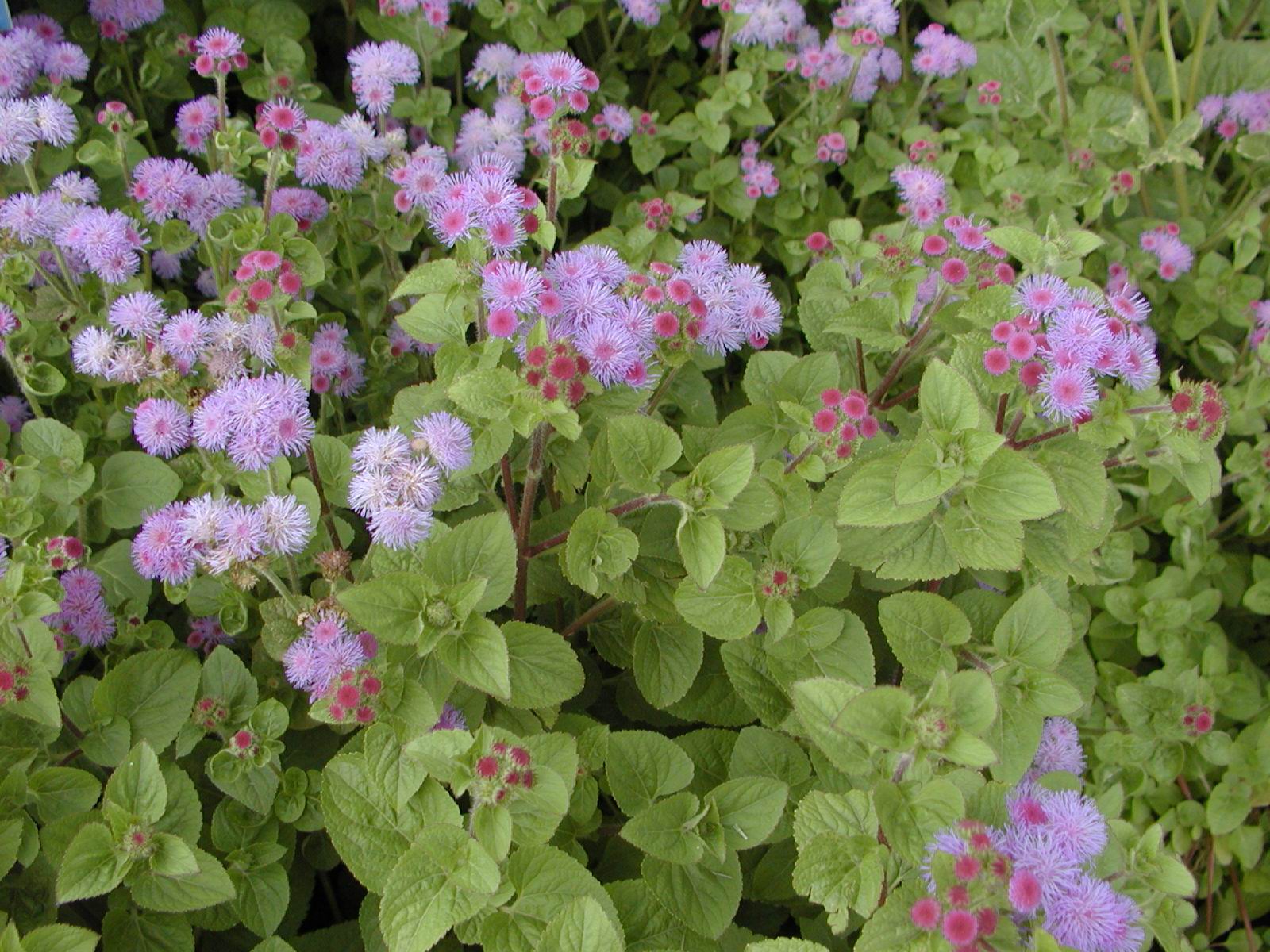  p>菊叶鱼眼草,为 a href="#" data-lemmaid="2931005">鱼眼草属 /a>