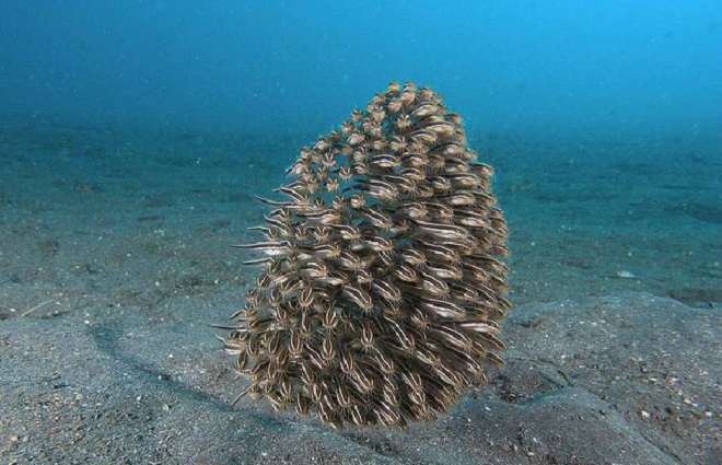 a target="_blank" href="/item/鳗鲶科">鳗鲶科 /a>鳗鲶属的一种鱼类