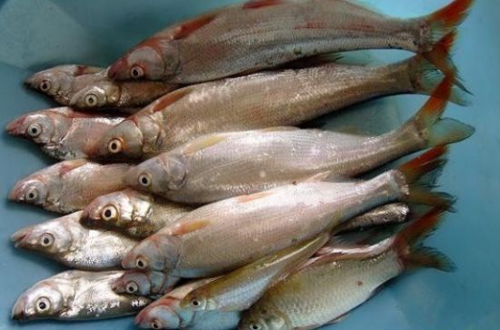  p>红尾鱼,俗称: a target="_blank" href="/item/红尾巴梢">红尾巴梢