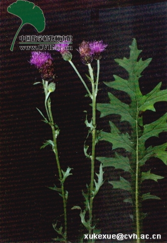 瘦果偏斜,倒披针形,长约4mm,压扁