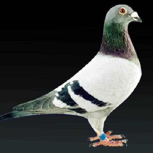  p>王鸽,亦称"k王鸽","落地王"和" a target=