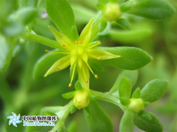  p>珠芽景天,双子叶被子植物,学名sedum bulbiferum makino.
