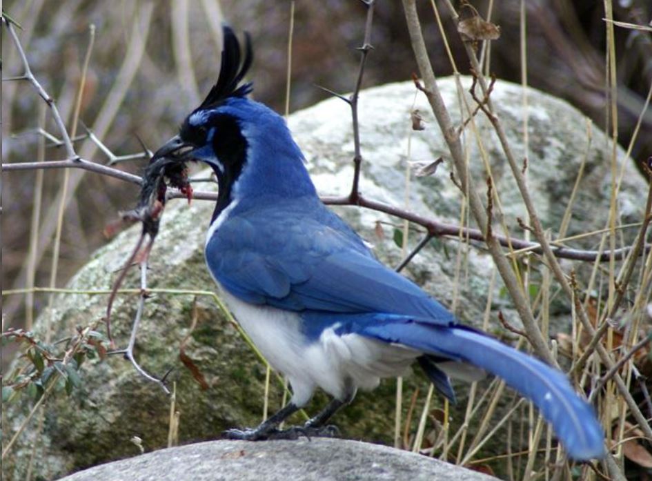  p>黑喉鹊鸦(学名: i>calocitta colliei /i>):体重225–251克,体长58